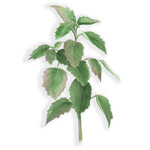 Patchouli